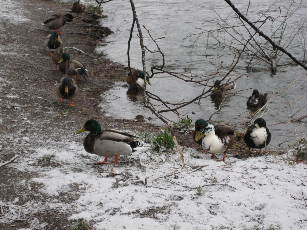 Versammlung am Ufer