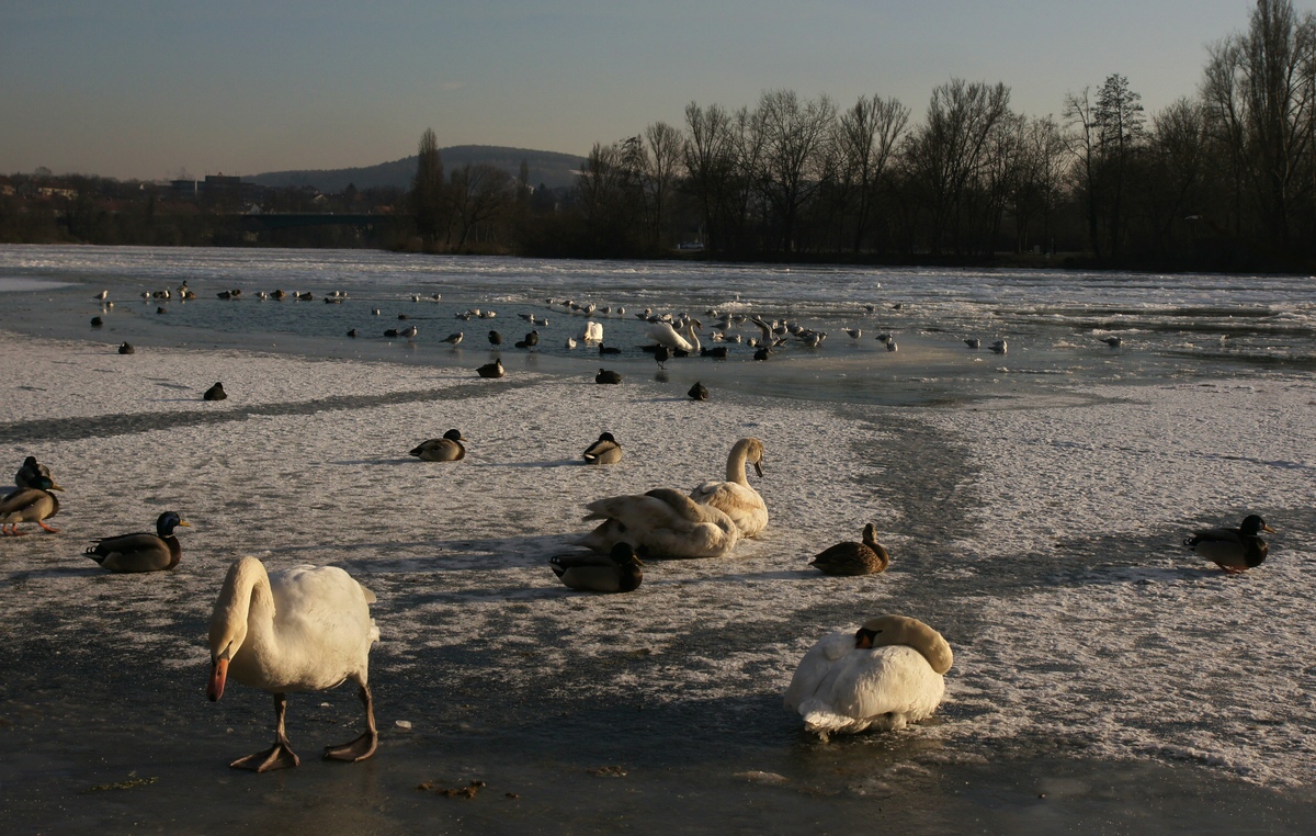 Versammlung am Wasserloch