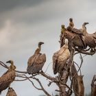 Versammlung der Geier