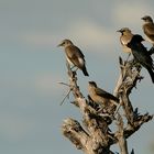 Versammlung der Lappenstare mit Gast