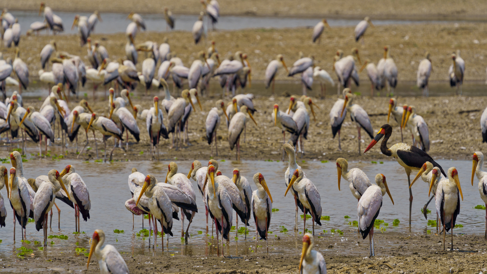 Versammlung der Nimmersatten, South Luangwa NP, 13.09.2019