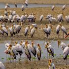 Versammlung der Nimmersatten, South Luangwa NP, 13.09.2019