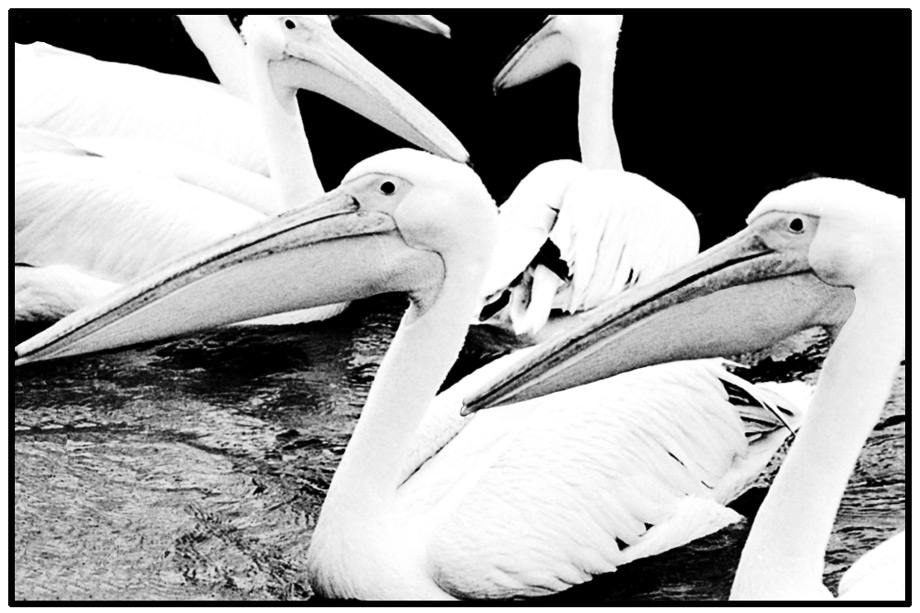 Versammlung der Pelikane