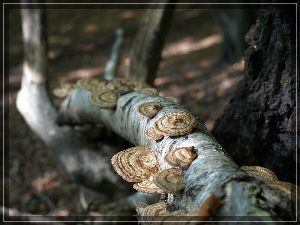 Versammlung der Pilze