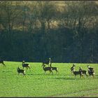 Versammlung der Rehe