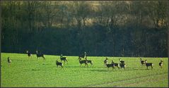 Versammlung der Rehe