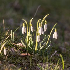 Versammlung der Schneegloeckchen