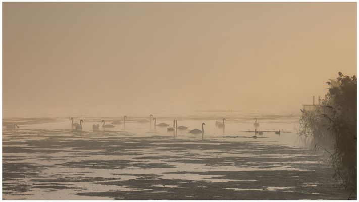 Versammlung im Morgennebel