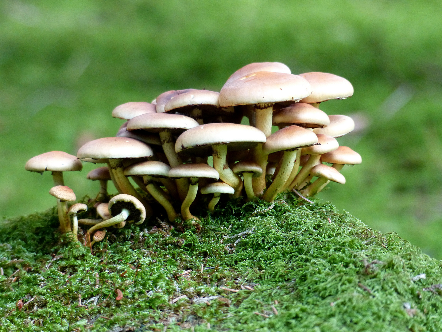 Versammlung im Wald