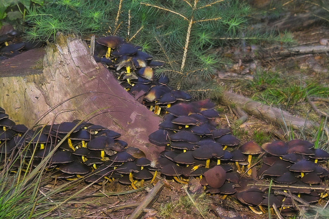 Versammlung im Wald