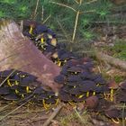 Versammlung im Wald