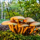 Versammlung im Wald