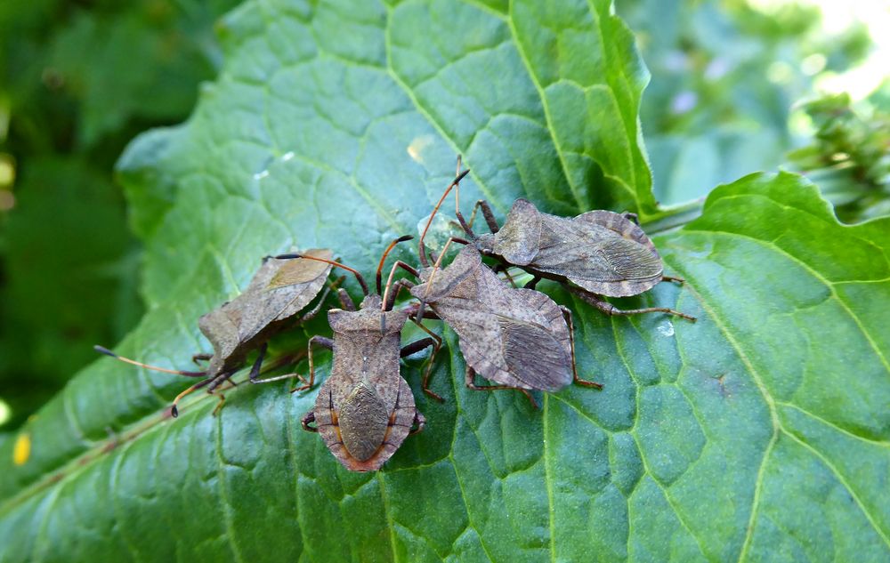 Versammlungen muss man anmelden ;) Foto & Bild tiere, wildlife, insekten Bilder auf