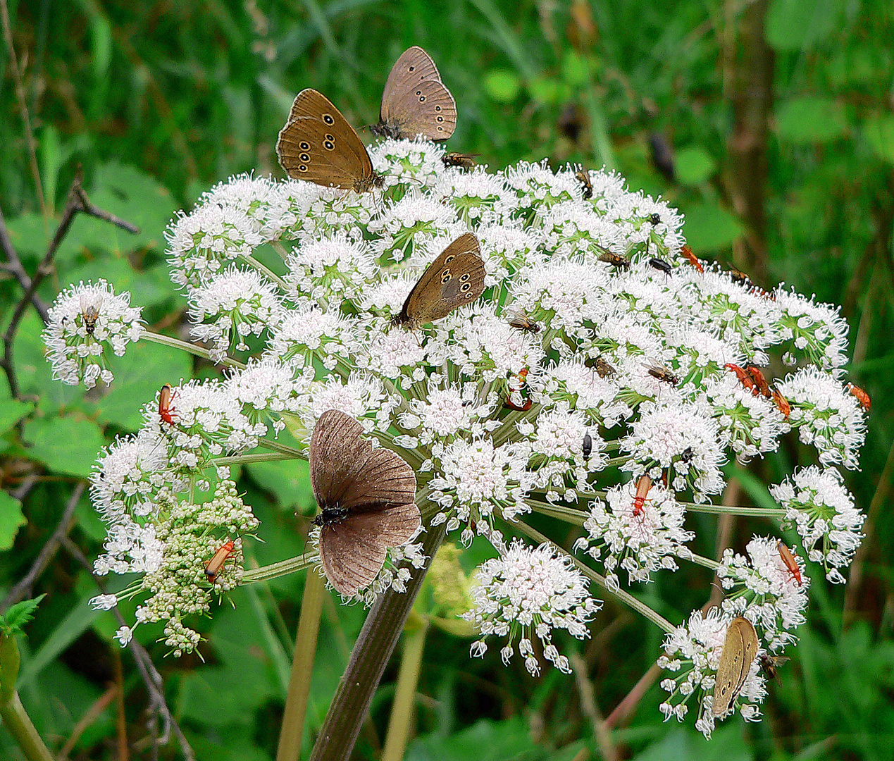 Versammlungsort Blüte 1