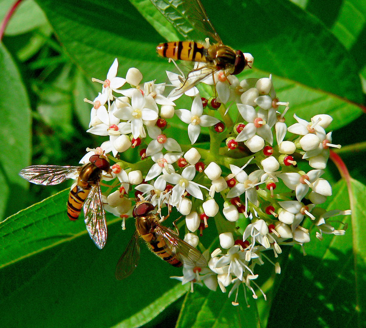 Versammlungsort Blüte 2