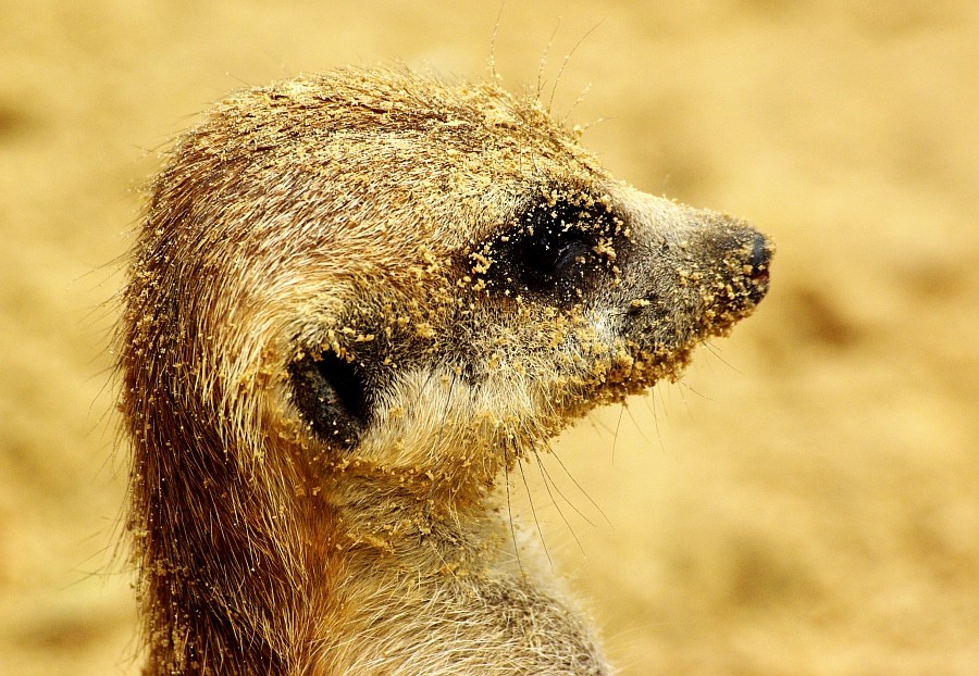 Versandet im Zoo