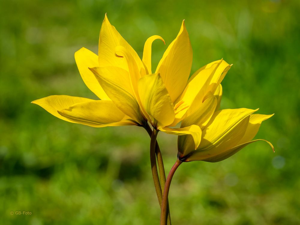 Verschachtelte Weinbergtulpen