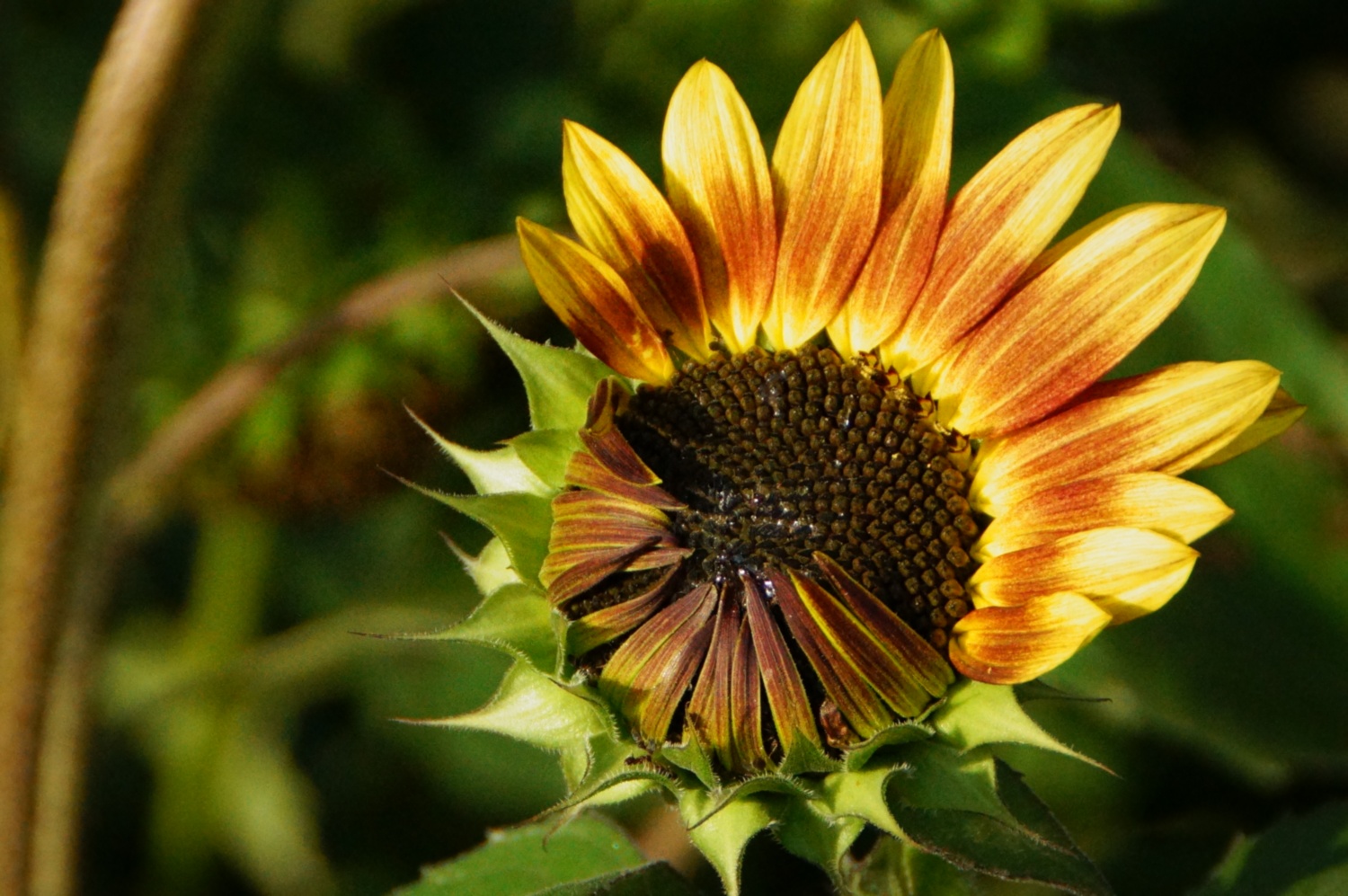 verschämte Sonnenblume