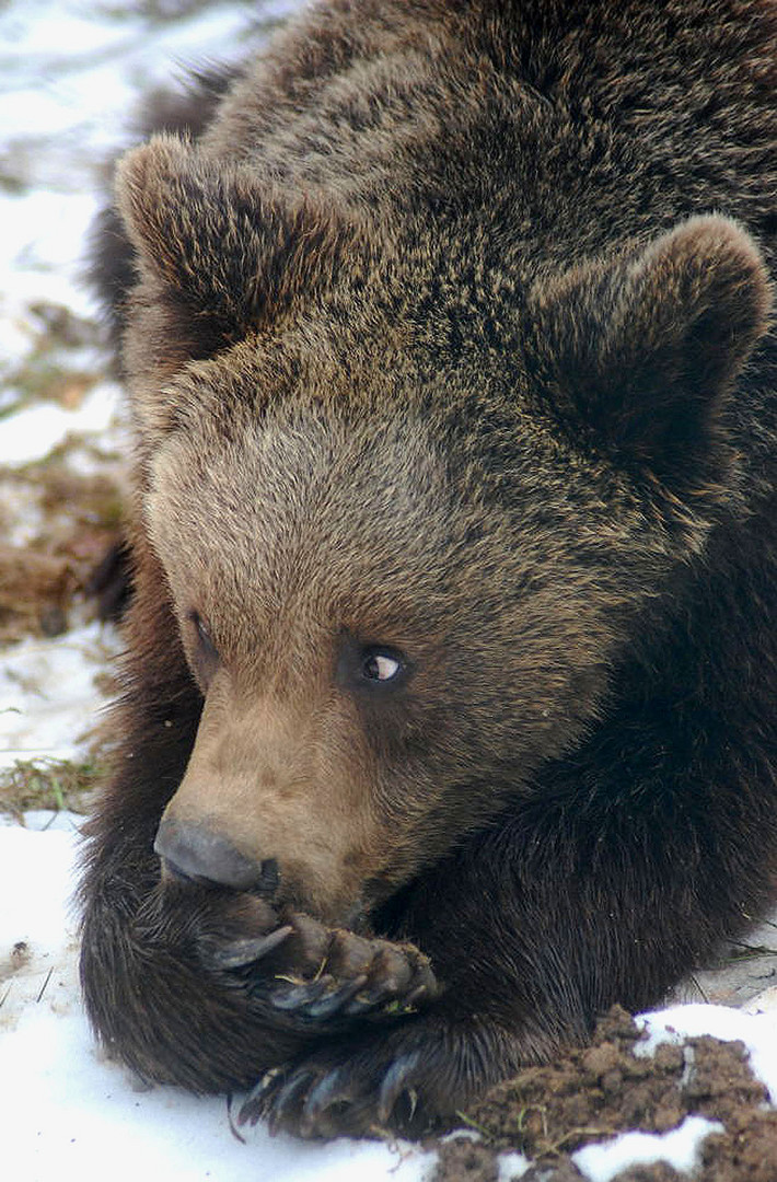 Verschämter Bär