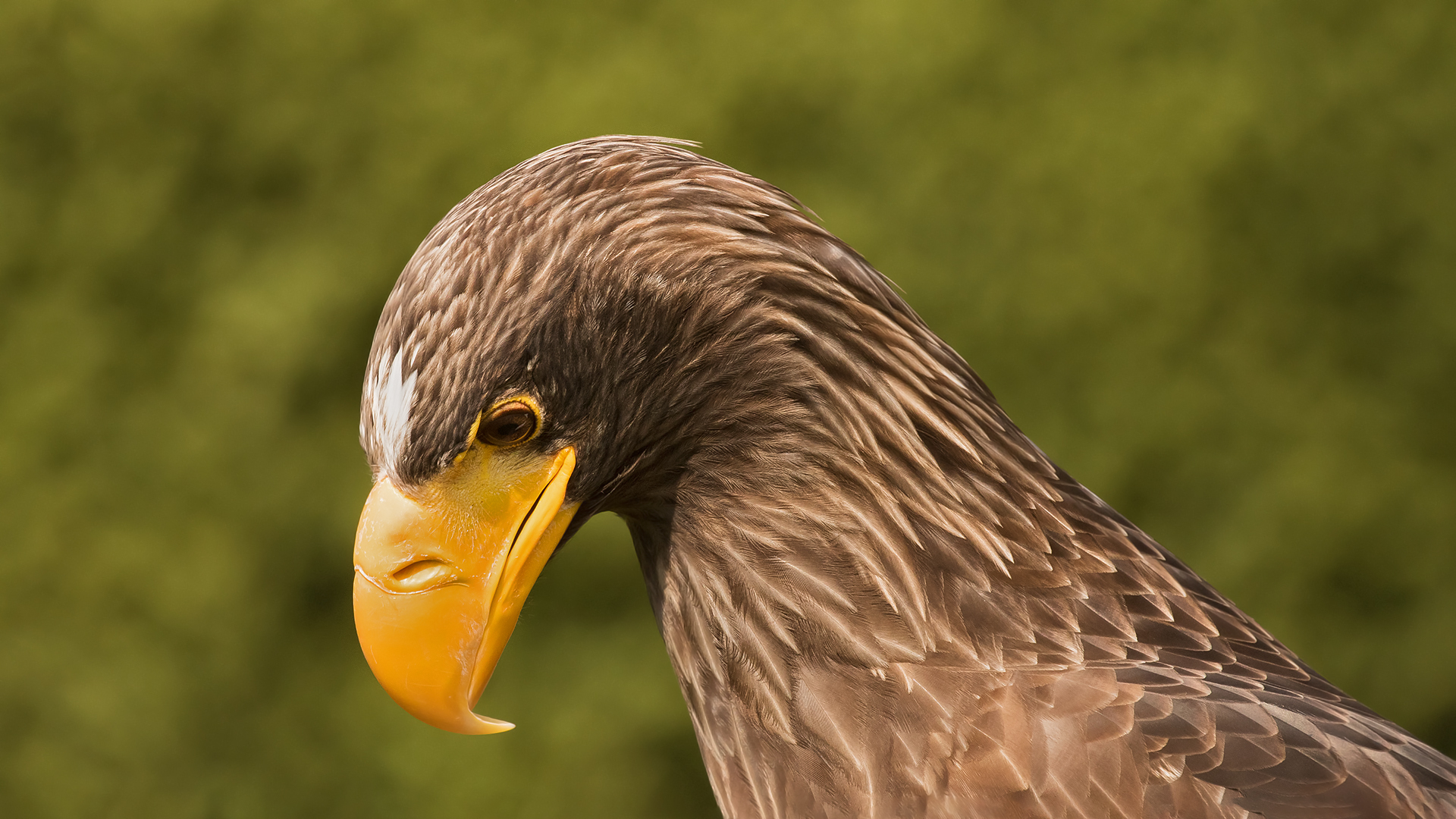 Verschämter Blick