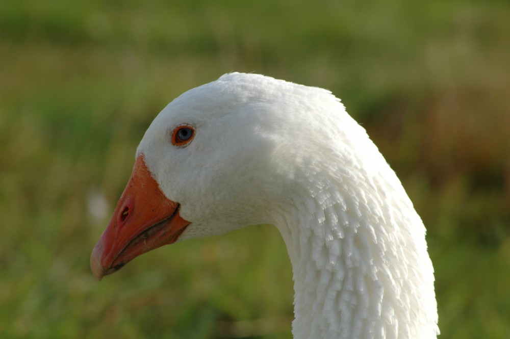 Verschämter Blick...