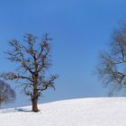 Verschiedenartige Winterbäume
