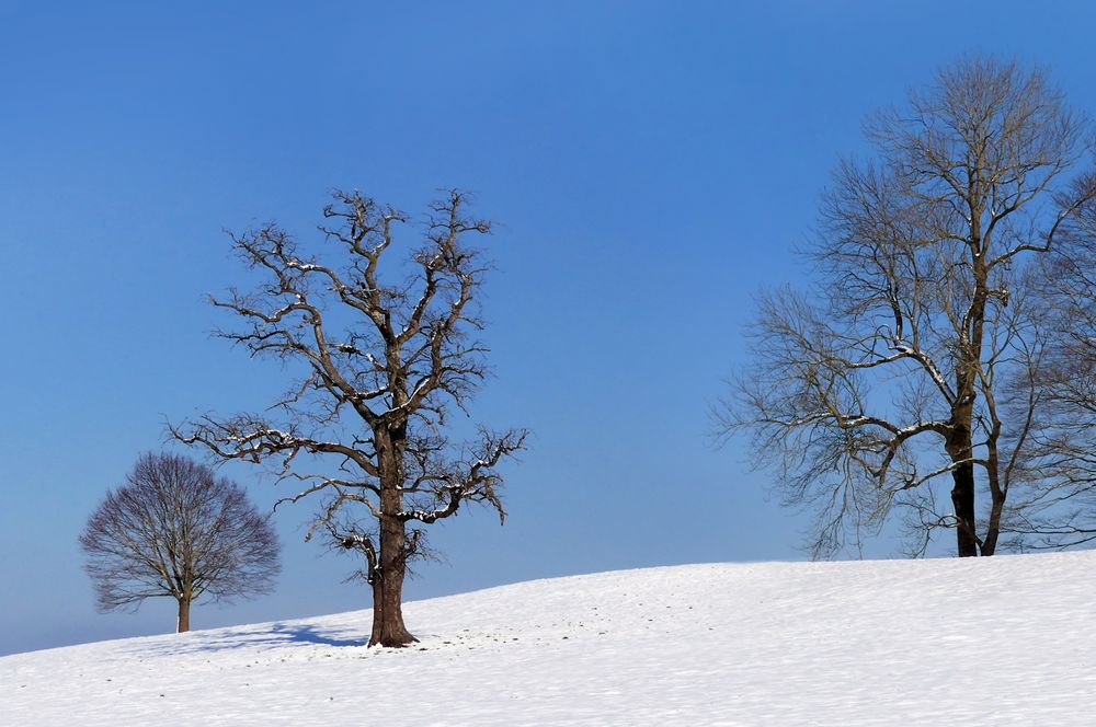 Verschiedenartige Winterbäume