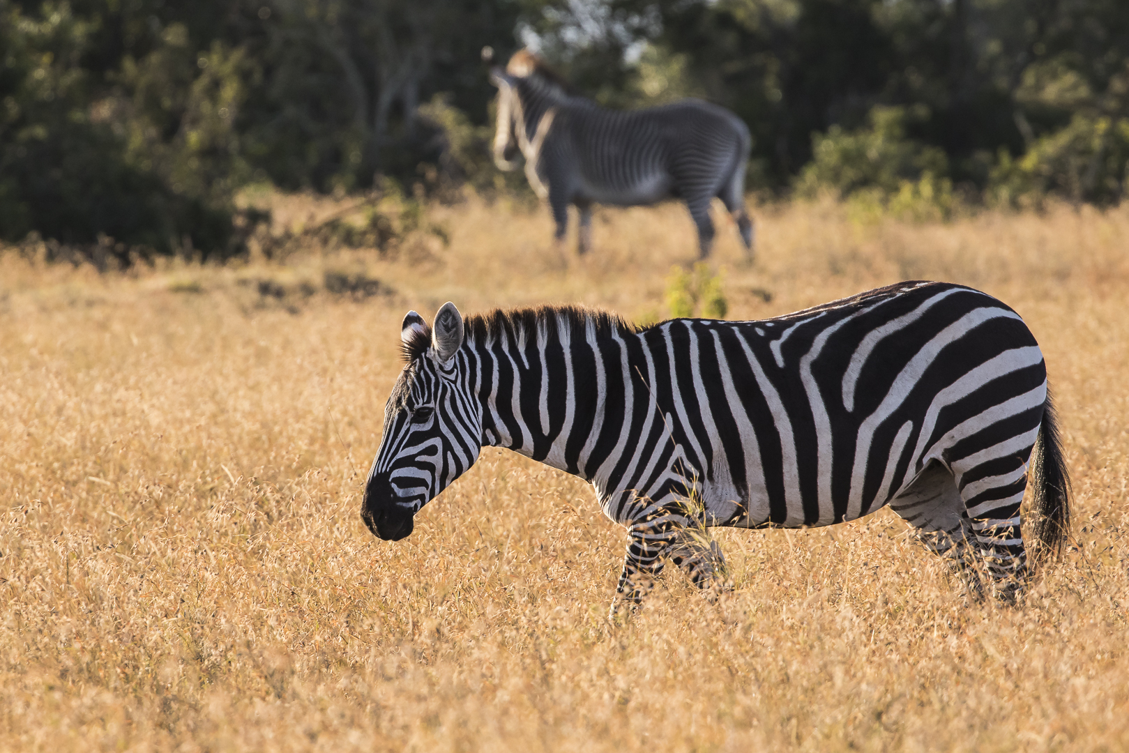 Verschiedenartige Zebrastreifen :-)