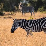 Verschiedenartige Zebrastreifen :-)