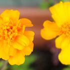 Verschiedenartiger Blütenaufbau (Tagetes)