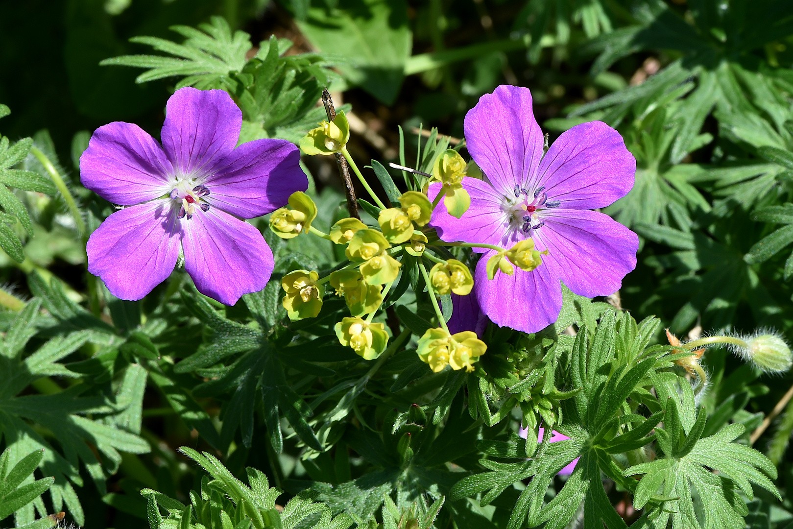 Verschiedenbunt