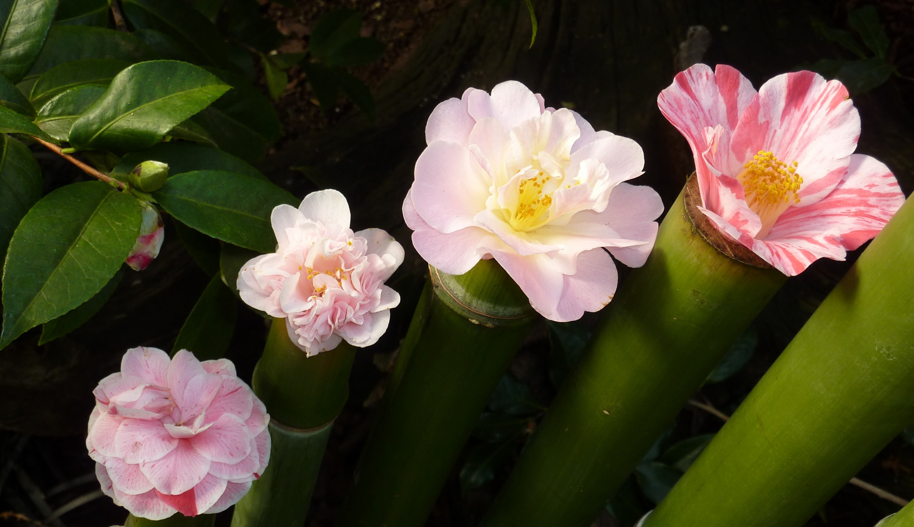 verschiedene Blüten 11-02-2014