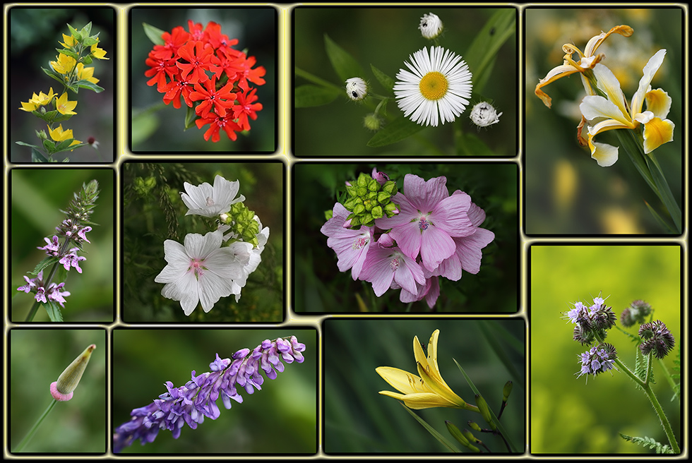 verschiedene Blüten