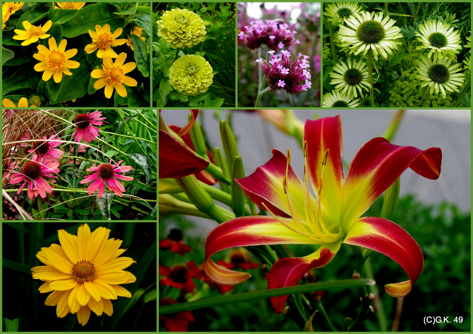 Verschiedene Blumen fotografiert auf der IGS in einer Collage zusammengefasst !