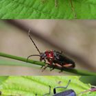 verschiedene Cantharis Arten 