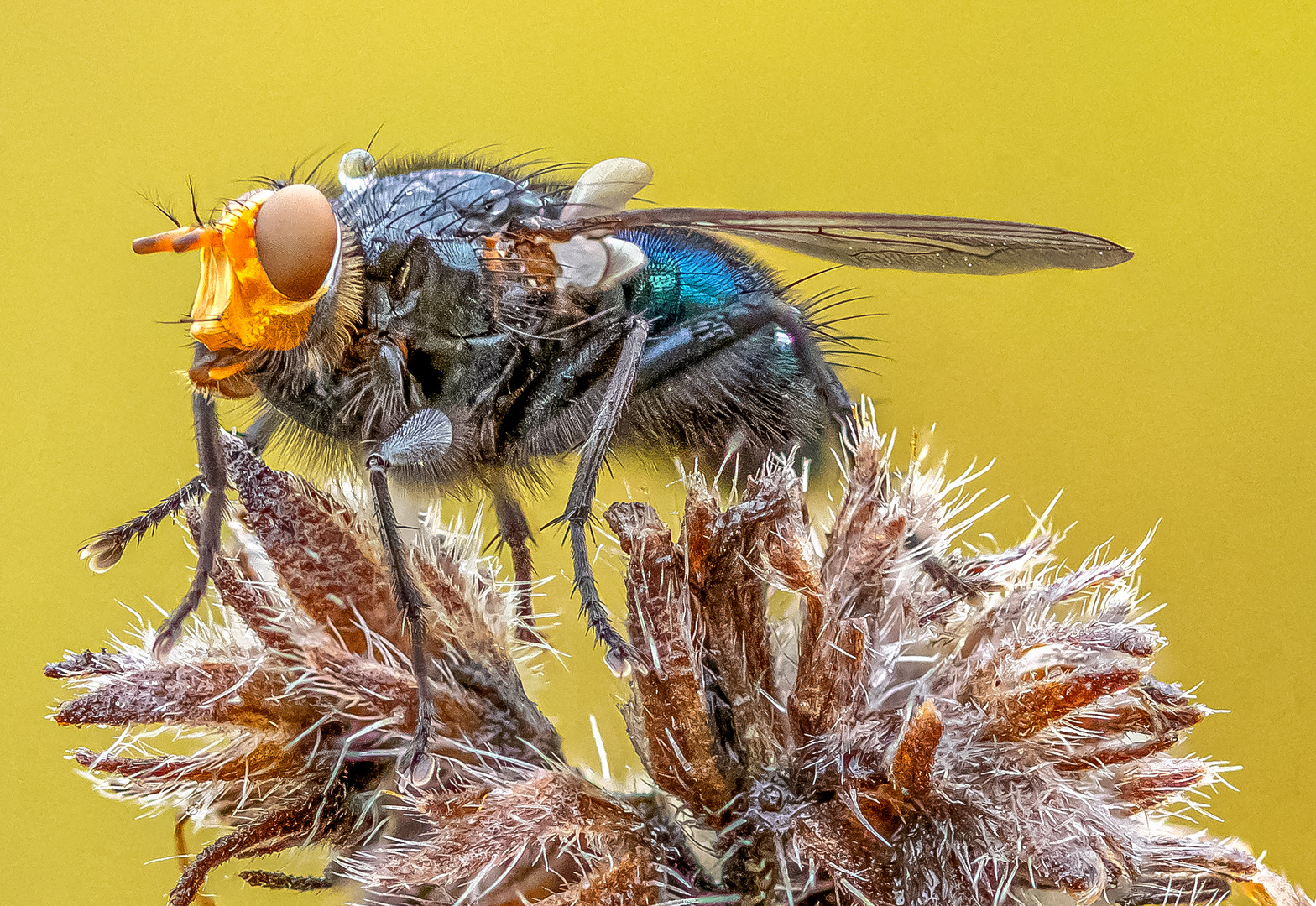 verschiedene Fliegen auf kleinen Blüten