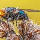 verschiedene Fliegen auf kleinen Blüten