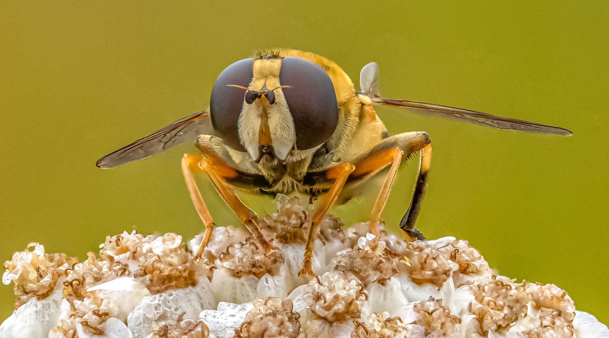 verschiedene Fliegen auf kleinen Blüten