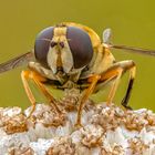 verschiedene Fliegen auf kleinen Blüten