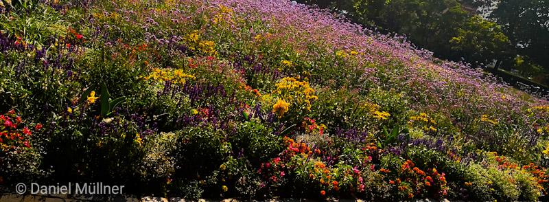 Verschiedene Gartenblumen