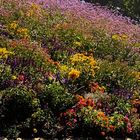 Verschiedene Gartenblumen