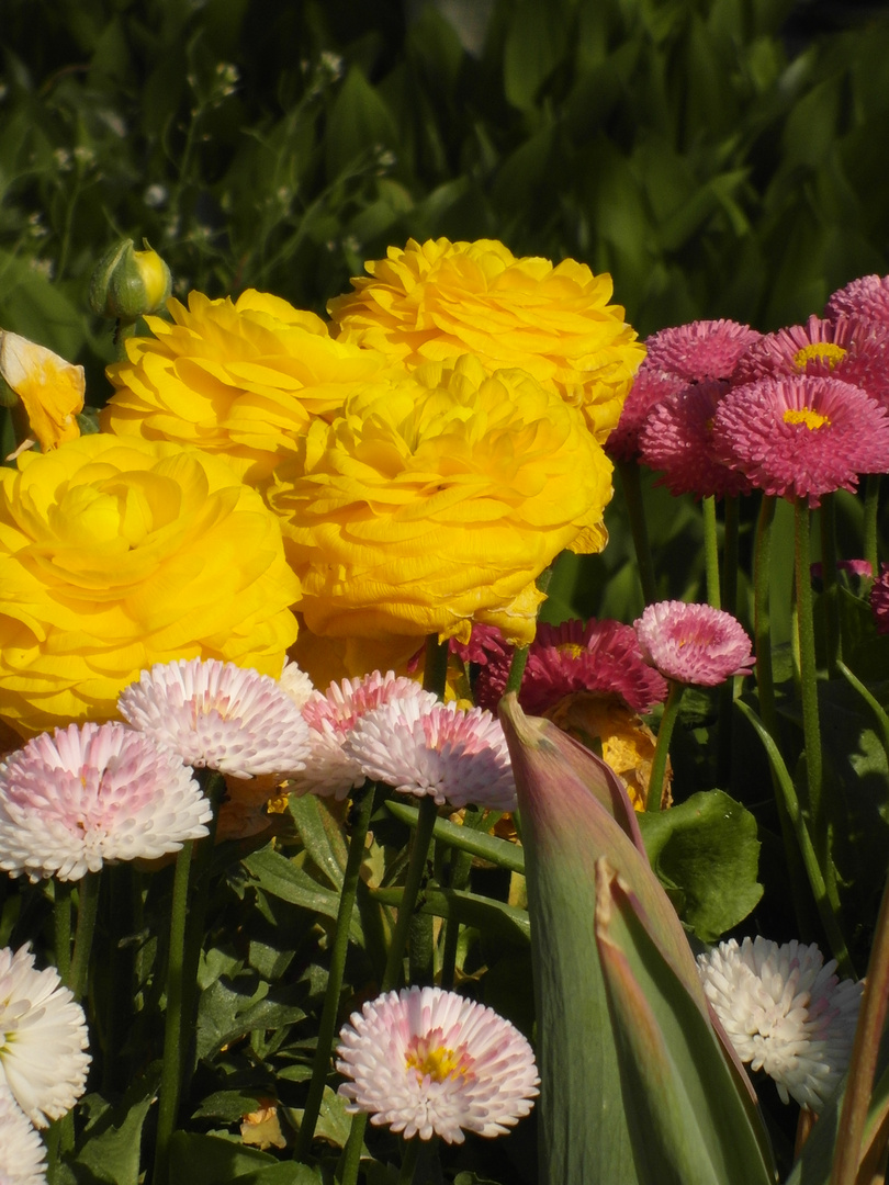 Verschiedene Gartenblumen