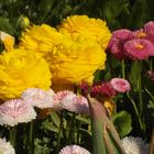 Verschiedene Gartenblumen