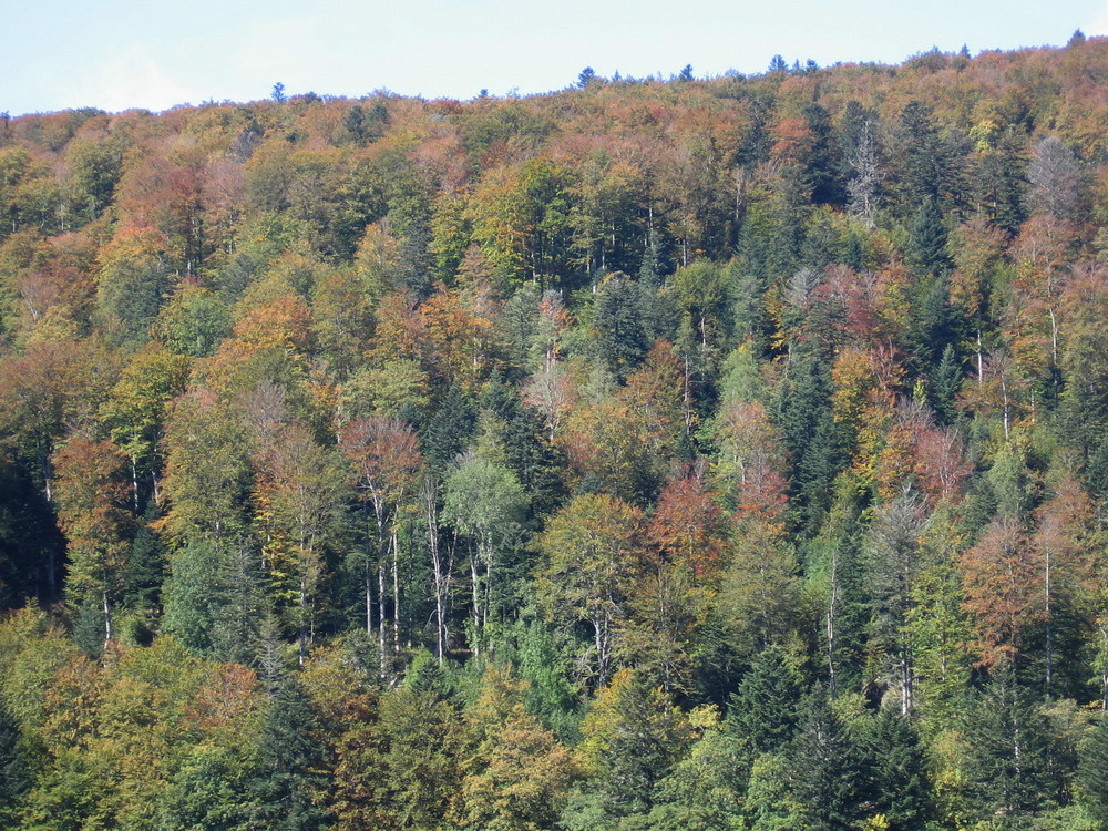 Verschiedene Herbstfarben.