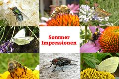 Verschiedene Insekten