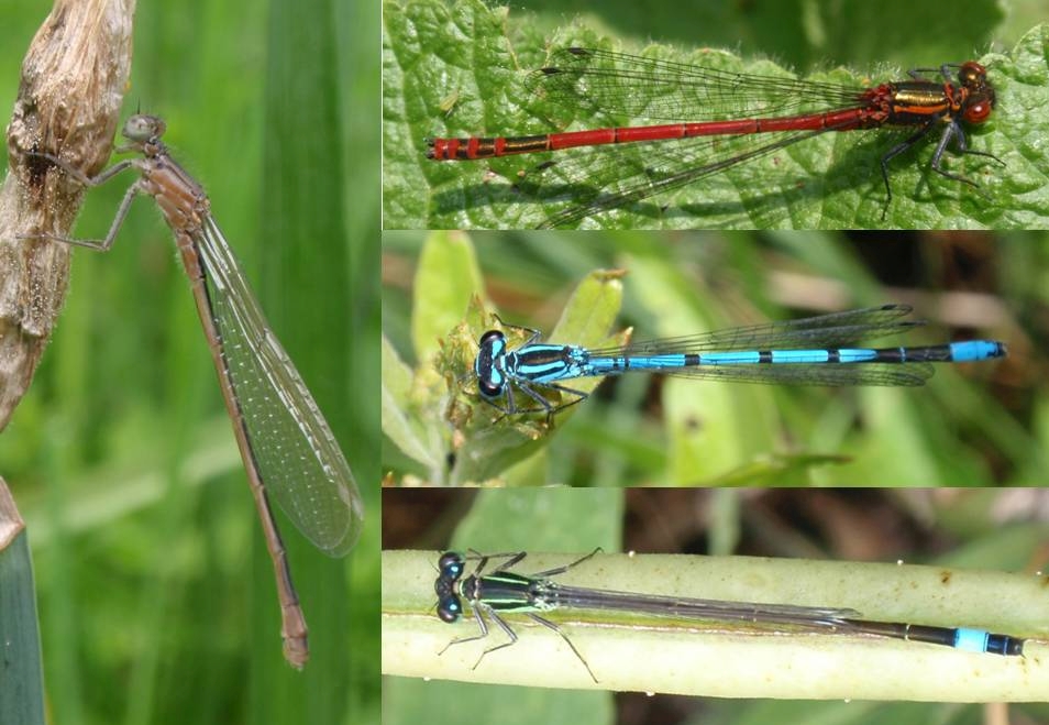 Verschiedene Kleinlibellen am Gartenteich