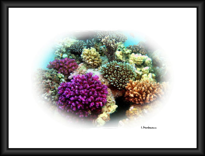 Verschiedene Korallen - Acroporas