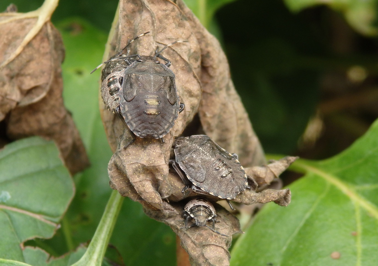 Verschiedene Larvenstadien der Grauen Gartenwanze (Rhaphigaster nebulosea)