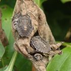 Verschiedene Larvenstadien der Grauen Gartenwanze (Rhaphigaster nebulosea)