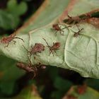 Verschiedene Larvenstadien der Lederwanze (Coreus marginatus)